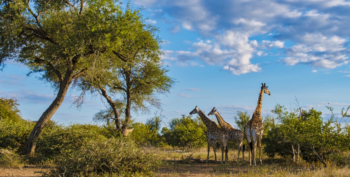 Kruger Mpumalanga Airport