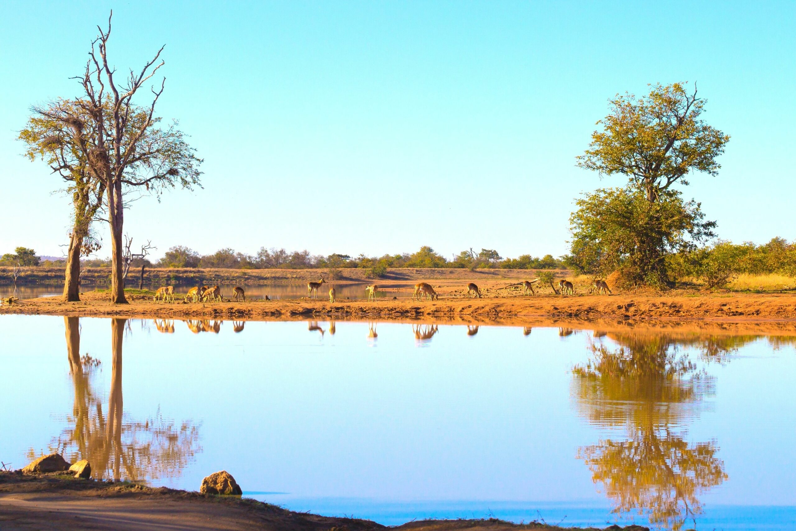 Bluu rental vehicle at Phalaborwa